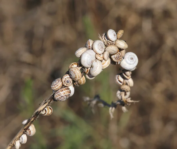 Många små sniglar klängande till torkade växten — Stockfoto