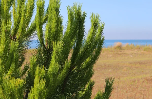 海边海滩上的海上松树 — 图库照片