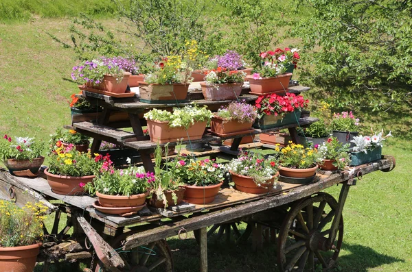 Muchas macetas de flores en el carro — Foto de Stock