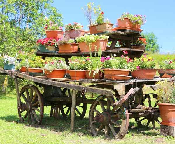 Vagão decorado com muitas panelas de flores no prado no m — Fotografia de Stock