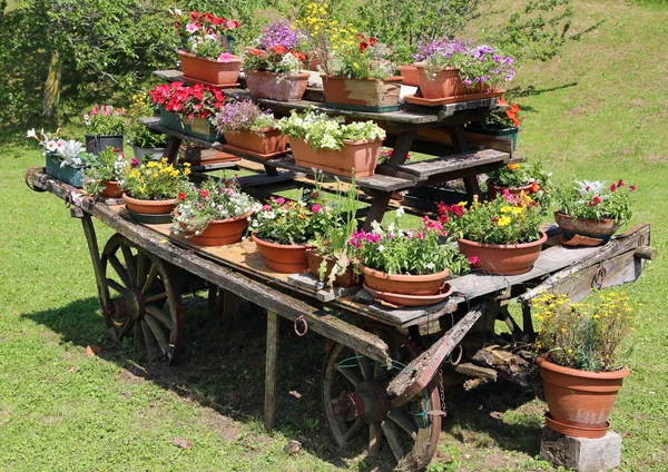 Carro de madera decorado con muchas macetas de flores en el prado — Foto de Stock