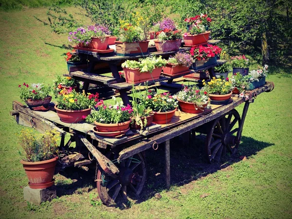 Carruagem de madeira decorada com muitos vasos de flores no verão — Fotografia de Stock