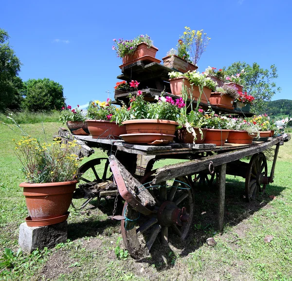 Chariot dekorerad med många krukor med blommor på ängen i th — Stockfoto