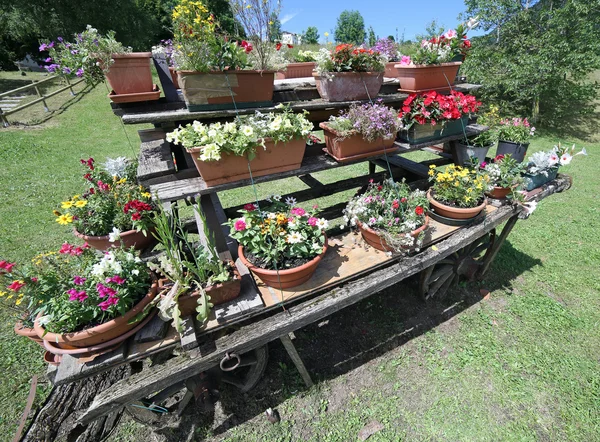 Viejo carro de madera adornado con muchas macetas de flores en el meado — Foto de Stock