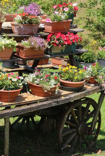 Starý dřevěný vůz s mnoha květináče s květinami — Stock fotografie