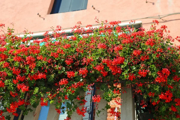 Flowered balcony with a window in the house and many flower pots — Stock Photo, Image