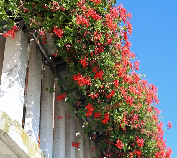 Geblümter Balkon mit Fenster im Haus und vielen Blumentöpfen — Stockfoto