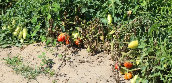 Red tomatoes in large vegetable garden in summer — Stock Photo, Image