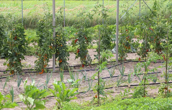 Tomates rojos maduros en el jardín — Foto de Stock