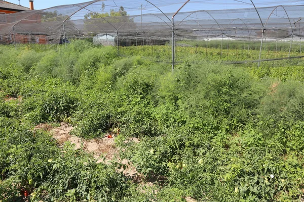 Röda mogna tomater i stora köksträdgård på sommaren — Stockfoto