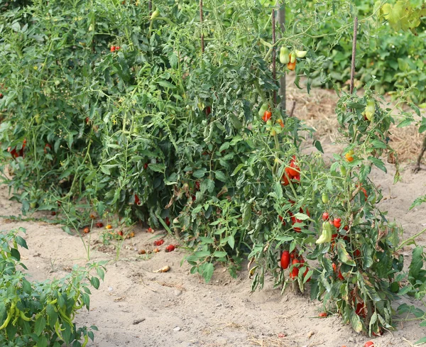 Red ripe tomatoes in large vegetable garden in summer — Stock Photo, Image