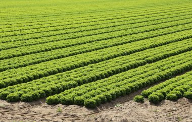 Yeşil marul yaz aylarında Kumlu topraklarında yetiştirilen alan