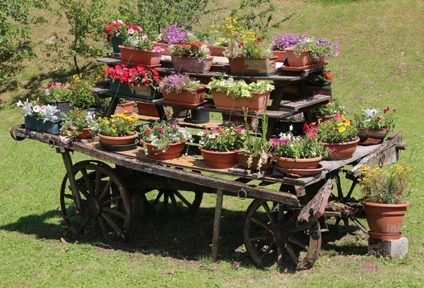Régi fából készült kocsi, és sok cserépben virágok a meado — Stock Fotó