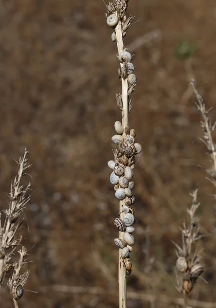 Vele kleine slakken klampt zich vast aan de gedroogde plant in de buurt van het strand — Stockfoto