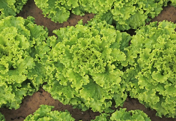 Bakgrund av lummiga gröna blad sallad — Stockfoto