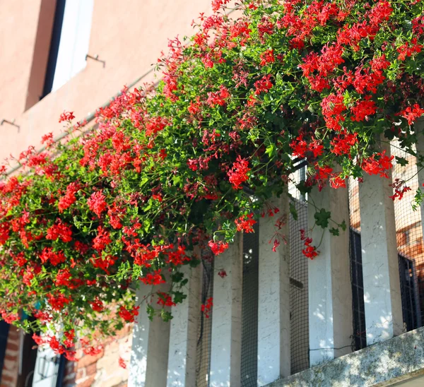 Flowered balcony with a window in the house and many flower pots — Stock Photo, Image