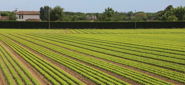 Field of green lettuce grown on sandy soil in summer — Stock Photo, Image