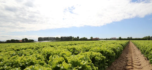 Fältet av grönt odlas på sandjord i sommar — Stockfoto