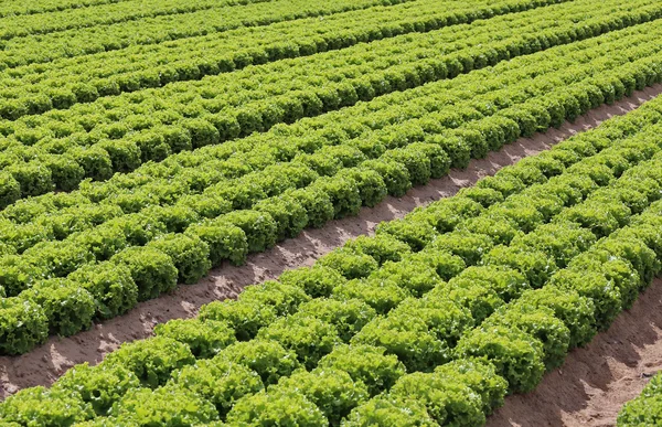 Gebied van groene vollegrondssla op zandgrond — Stockfoto