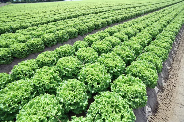 Campo de lechuga verde cultivada en el suelo —  Fotos de Stock