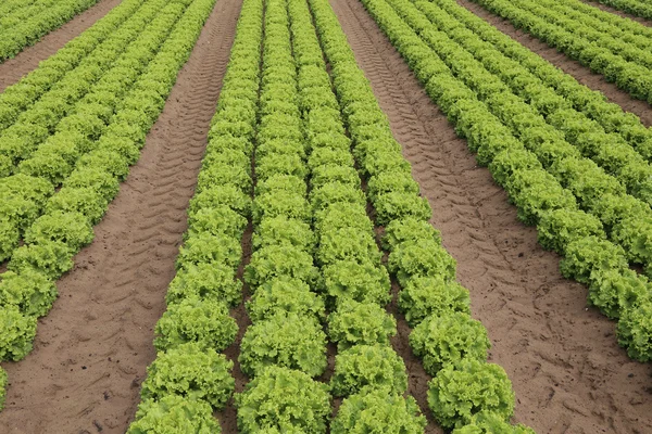 Campo de alface verde cultivada em solo arenoso no verão — Fotografia de Stock