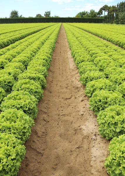 Gebied van groene vollegrondssla op zandgrond in de zomer — Stockfoto