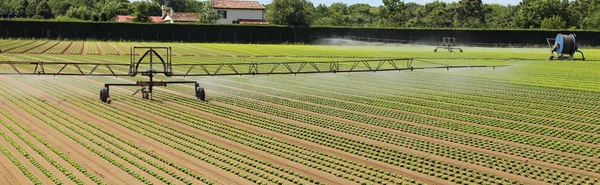 Automatic irrigation system of a lettuce field — Stock Photo, Image