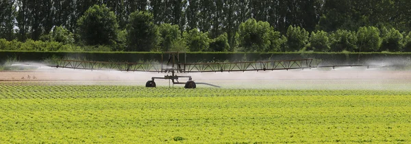 Automatic irrigation system of a lettuce field in summer — Stock Photo, Image