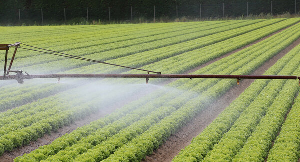 automatic irrigation system of a lettuce field in summer