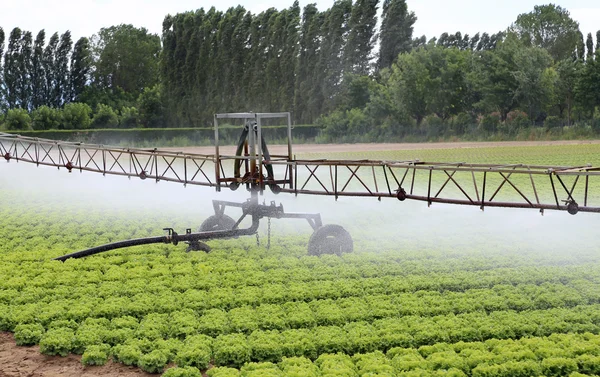 Sistem sprinklering otomatis dari ladang selada di musim panas — Stok Foto