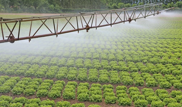 Automatische Bewässerung eines Salatfeldes im Sommer — Stockfoto