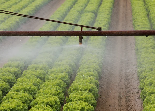 Sistem automat de stropire a unui câmp de salată verde în timpul verii — Fotografie, imagine de stoc