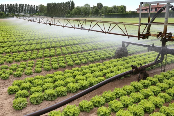 Sistema de riego automático de un campo de lechuga en verano — Foto de Stock