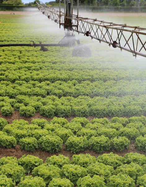 Sistema de irrigação automático de um campo de alface no verão — Fotografia de Stock