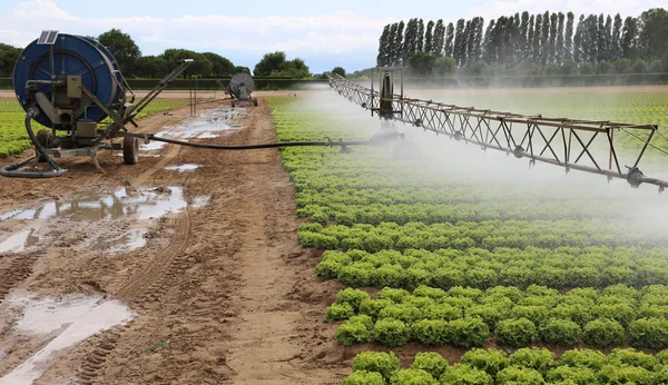 Automatische irrigatiesysteem van een veld van de sla in de zomer — Stockfoto