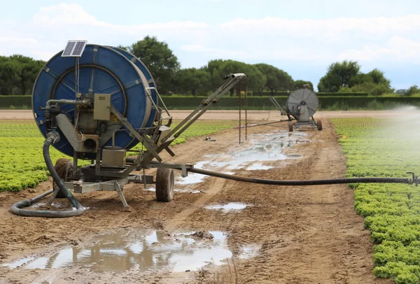 Automatyczny system nawadniania pola sałata w lecie — Zdjęcie stockowe