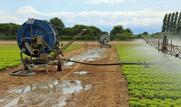 Sistema de irrigação automático de um campo de alface no verão — Fotografia de Stock