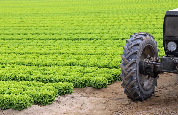 Trator de roda preso na lama do campo cultivado — Fotografia de Stock