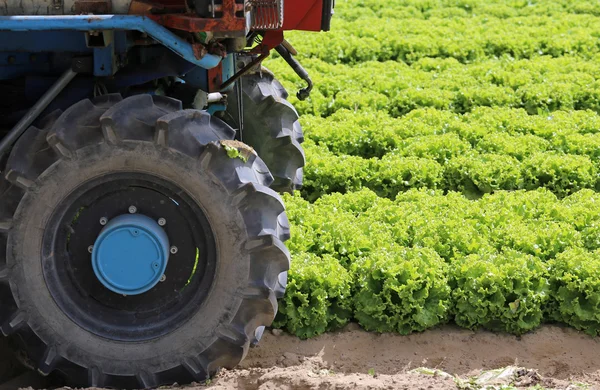 Kola traktoru v oblasti zeleného salátu — Stock fotografie