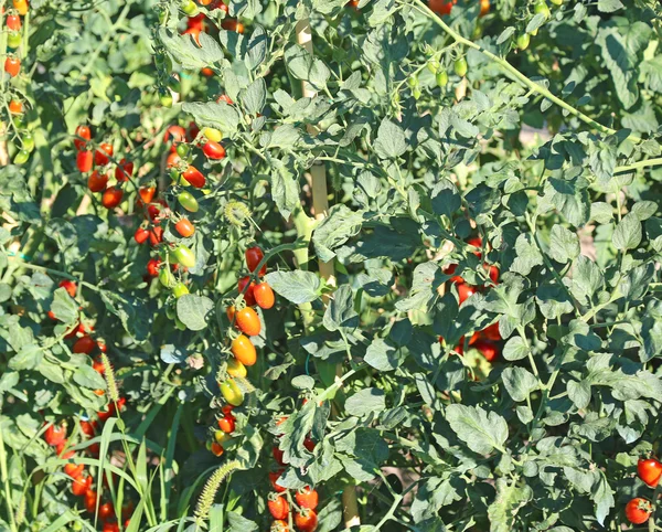 Tomatoes in large vegetable garden — Stock Photo, Image