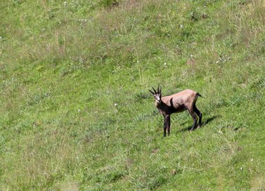 yeşil çayır içinde genç süet
