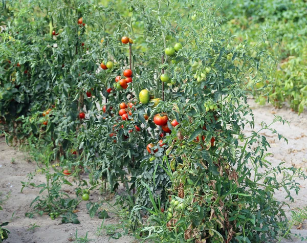 Red ripe tomatoes in large vegetable garden — Stock Photo, Image