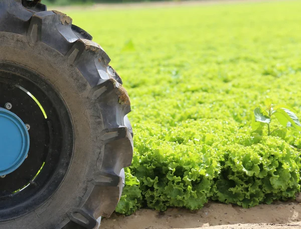 Traktor di lapangan selada tumbuh di musim panas — Stok Foto