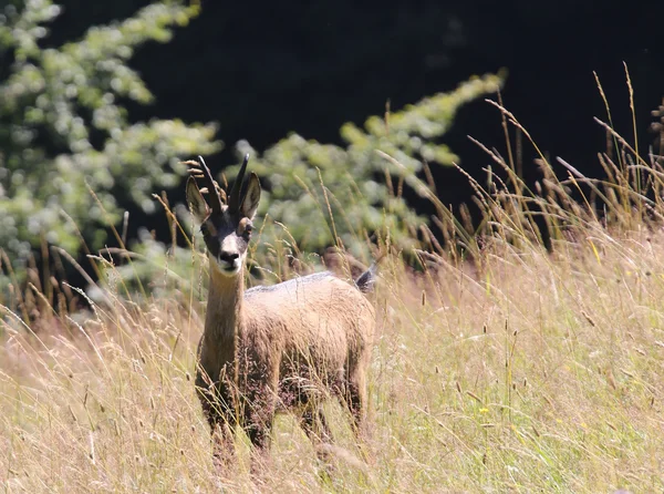 Dağlarda yaz aylarında çim genç chamois — Stok fotoğraf