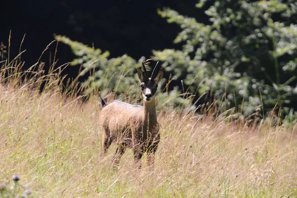 Junges Wildleder mit dem aufmerksamen Blick — Stockfoto