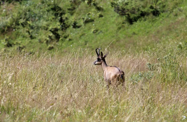 Daim entre l'herbe dans les montagnes en été — Photo