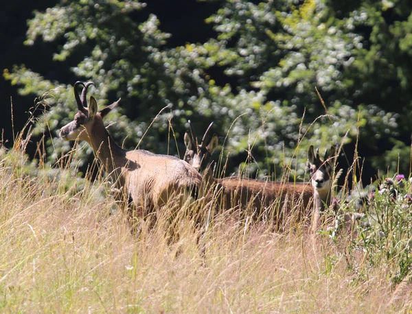 Escondido na família grama de Chamois — Fotografia de Stock