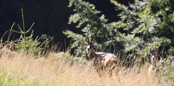 Dos ciervos jóvenes escondidos en las montañas de hierba Alpes — Foto de Stock