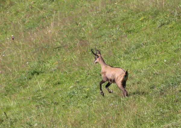 Gamuza camina sobre la hierba en las montañas —  Fotos de Stock