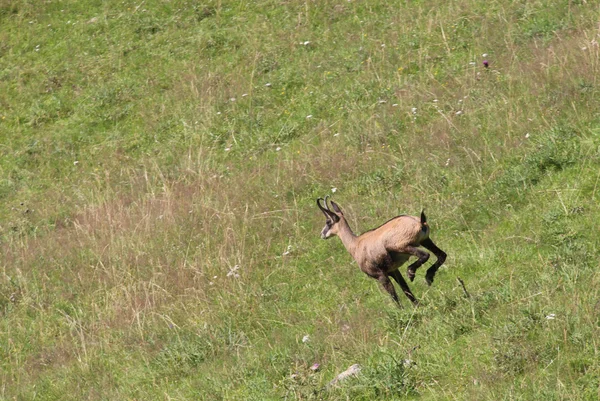 Camurça rápido corre na grama nas montanhas — Fotografia de Stock